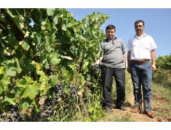 İnegöl’ün Meyvecilikte Yüzü Güldü