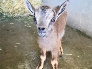 Tunceli’de Yavru Dağ Keçisi Koruma Altına Alındı