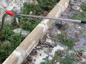 Gümüşhane Kent Merkezinde Yılan Operasyonu