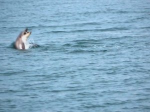 Karadeniz’de Yunus Şöleni