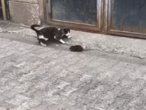 Artvin’den Fare İle Kedinin Güldüren Görüntüsü