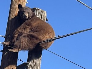 Abd’de Elektrik Direğinin Tepesinde Mahsur Kalan Ayı Kurtarıldı