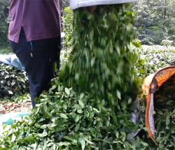 Rizeli Vatandaş Çay Parasına Dikkat Çekmek İçin Bakın Ne Yaptı VİDEO İZLE