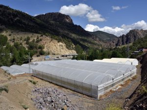 Gümüşhane’nin En Büyük Sera Alanı Torul’da Oluşturuldu