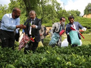 Artvin Valisi Doruk, Çay Bahçesine Girdi Çay Topladı