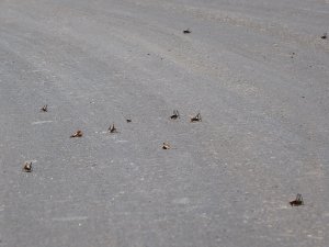 Muşlu Çiftçilerin Çekirge Endişesi