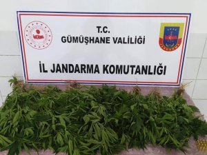 Kelkit’te ‘Kenevir’ Operasyonu