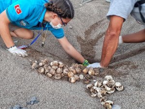 Antalya’da 2020 Yılında 4 Bin 853 Yuvadan 204 Bin 591 Yavru Caretta Denizle Buluşturuldu