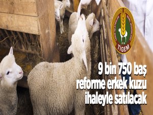 9 bin 750 baş reforme erkek kuzu ihaleyle satılacak