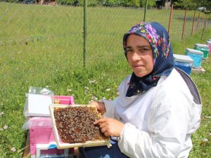 Arıcılık Yaparak Kızlarını Okutuyor