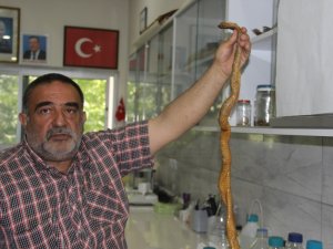 "Ekolojik Dengenin Bozulması Neticesinde Yılan Popülasyonun Da Artma Başlamıştır"