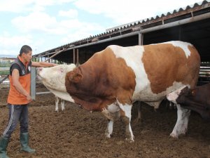 Dev Kurbanlık Görenleri Şaşırtıyor