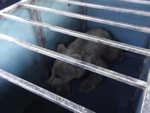 Köpeklerin Saldırısına Uğrayan Yavru Ayıyı Vatandaşlar Kurtardı