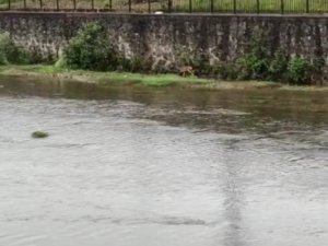 Derelere Düşerek Mahsur Kalan Hayvanlar İçin Uzmanlardan Uyarı