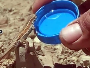 Bitkin Halde Olan Kertenkeleye Kapakta Su İçirdi