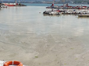 Kabus Hızla Yayılıyor: Sahilin Tamamını Kapladı