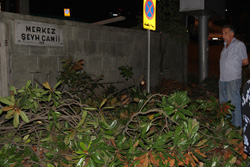 Rize'de 55 Yıllık Manolya Ağaçları Kesildi