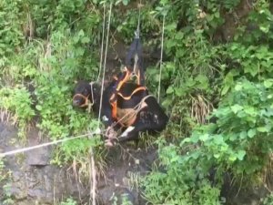 Trabzon’da Mahsur Kalan İnekleri Kurtarma Operasyonu