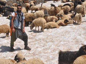 Sıcaktan Bunalan Koyunların 3000 Rakımda Kar Keyfi