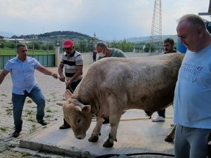 5 Kişinin Zor Zapt Ettiği Kurbanlık Araba Fiyatına Satışa Sunuldu
