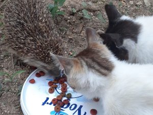 Kirpi İle Kedilerin Şaşırtan Dostluğu