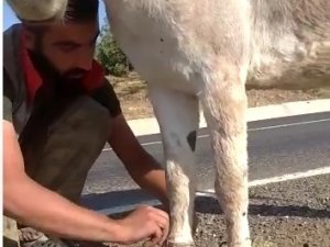 Bingöl’de İki Ayağı Bağlı Eşeği Vatandaşlar Kurtardı