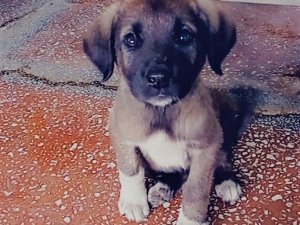Yavru Köpeği Çuvala Koyup, Ağzını Sıkı Sıkıya Bağladılar