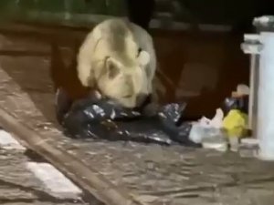 Uludağ’da Aç Kalan Ayı Yerleşim Yerine İndi