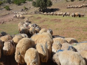 Siirt’ten Batıdaki İllere Gönderilecek Kurbanlıklar Hazır