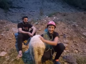 Dedesinin Kayalıklarda Mahsur Kalan Koyununu Dağcı Torunu Kurtardı