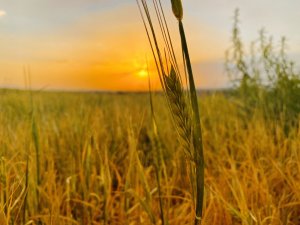 Ağrı’da Göz Kamaştıran Gün Batımı