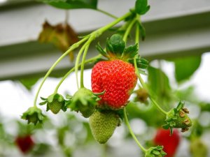 Trabzon’da Bu Yıl Çilek Üretimi 250 Ton Civarında Olması Bekleniyor