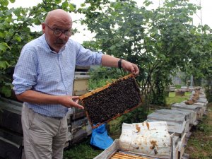 Türkiye Bal Rekoltesinde Düşüş Beklentisi
