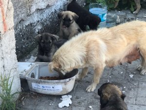 Hurda Armatürler, Hayvanlar İçin Hayatı Aydınlatıyor