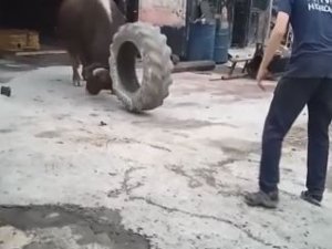 Artvin’de Boğalar Güreşlere İlginç Yöntemlerle Hazırlanıyor