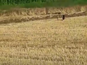 Mısır Tarlasındaki Domuzlar Tedirginliğe Neden Oldu