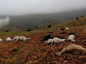 Giresun’da 16 Koyun Yıldırım Düşmesi Sonucu Telef Oldu