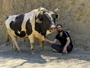 Boğası Ve Koyunu İle Kurduğu İletişim Dikkat Çekiyor