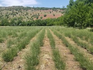 Giresun’da Dokap Desteğiyle Lavanta Balı Ve Yağı Üretimi Hedefleniyor
