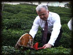 Zirvedekilerin Çay Hasadı