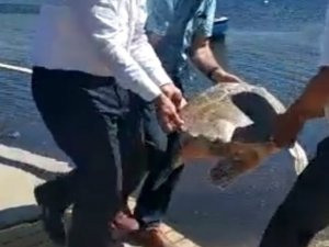 Sahile Vuran Yaralı Caretta Caretta Tedavi Altına Alındı
