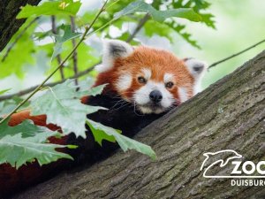 Almanya’da Hayvanat Bahçesindeki Panda Kayıplara Karıştı