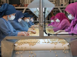 Fındığın Giresun’dan Dünyaya İhracatında Kadınlar Önemli Rol Oynuyor
