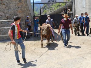 1 Yılın Aradan Sonra Artvin’de Boğa Güreşleri Yeniden Yapılmaya Başladı