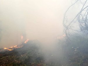 Gümüşhane’de Orman İçi Örtü Yangını Korkuttu