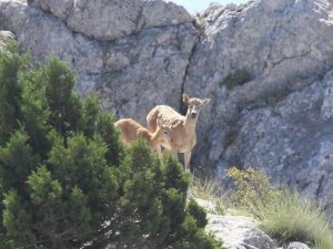 Anadolu Yaban Koyunlarının İlk Yavruları Hayata Merhaba Dedi