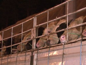 İ̇stanbul’a Kurbanlık Hayvanların Girişi Başladı