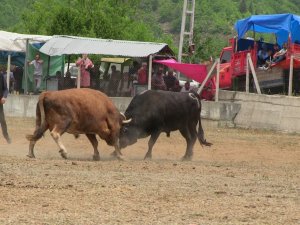 Artvin’de Boğalar Arenada Sahipleri Tribünde Kapıştı