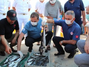 3 Yıl Sürecek Projeyle, 16.5 Milyon Anaç Balon Balığı Yakalanacak