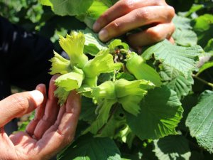 Karan: “Çks’ye Kayıt Yaptıramayan Üreticilere İkinci Bir Şans Verilmeli”